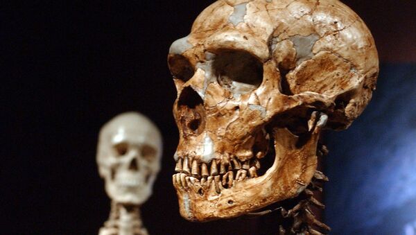 Скелет неандертальца (справа) и современного человека в Музее естественной истории в Нью-Йорке - Sputnik Latvija