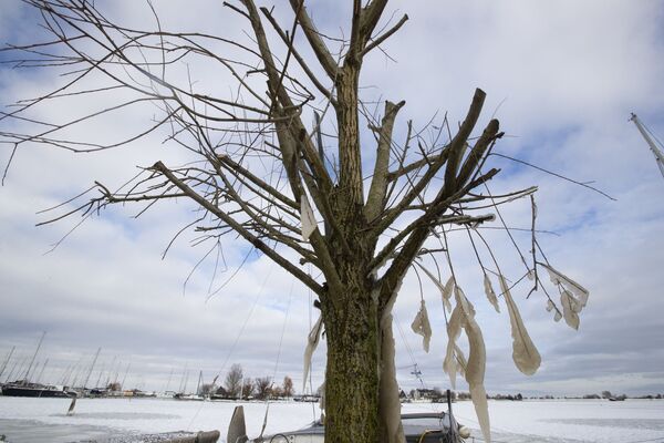 Сосульки на дереве в Нидерландах - Sputnik Латвия