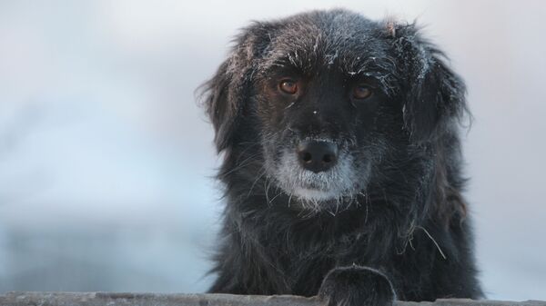 Дворовая собака в городе Тара Омской области в сильный мороз - Sputnik Latvija