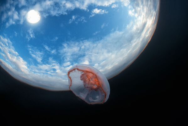 Medūza nofotografēta pie ūdens virsmas Baltajā jūrā - Sputnik Latvija