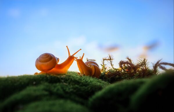 Pļaviņā fotogrāfs reiz sastapa divus pļāpīgus gliemežus, kuri kaut ko aktīvi apsprieda - Sputnik Latvija