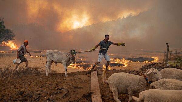 Мужчины со скотом во время природных пожаров в Турции  - Sputnik Latvija