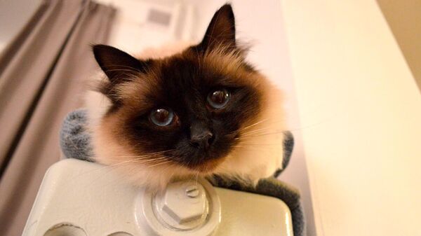 Kaķis uz radiatora  - Sputnik Latvija