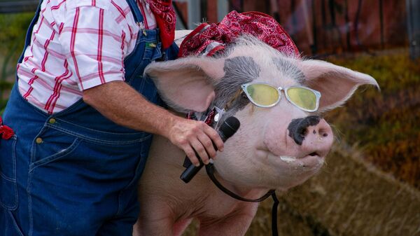Фермер дает свинье микрофон для пения на сцене комедийного шоу The Pork Chop Revue на ярмарке штата Кентукки в Луисвилле, США - Sputnik Латвия