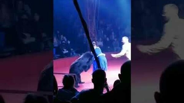 На цирковом представлении в Орле медведь напал на беременную дрессировщицу - Sputnik Latvija