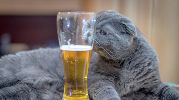 Кошка и бокал с пивом - Sputnik Латвия