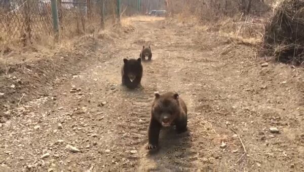Как медвежата ведут себя на первой прогулке - видео - Sputnik Латвия
