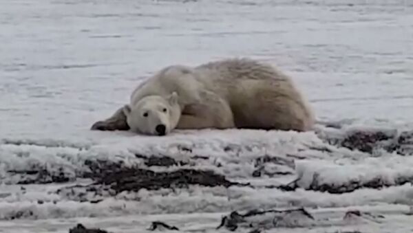 Жители Камчатки спасают полярного медведя - Sputnik Латвия