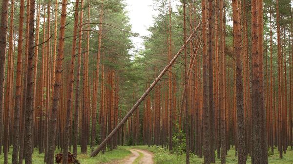 Mežs. Foto no arhīva - Sputnik Latvija