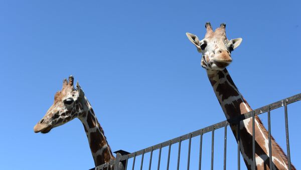 Žirafes. Foto no arhīva - Sputnik Latvija