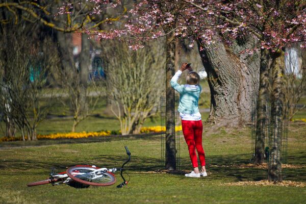 В парке Победы в Риге цветет сакура - Sputnik Латвия