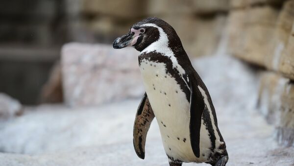 Pingvīns. Foto no arhīva - Sputnik Latvija