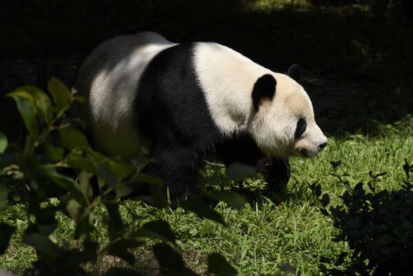 Панда в зоопарке Вашингтона - Sputnik Латвия