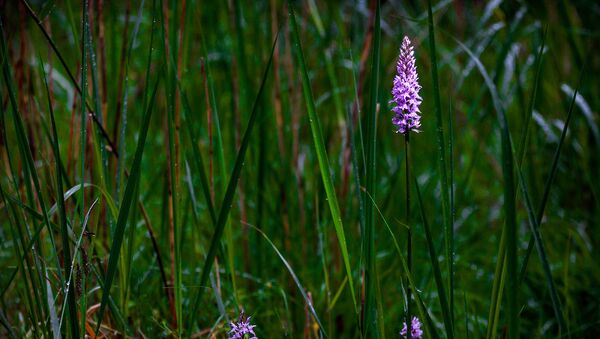 Фиолетовые цветы орхидеи с темными пятнами - Sputnik Латвия