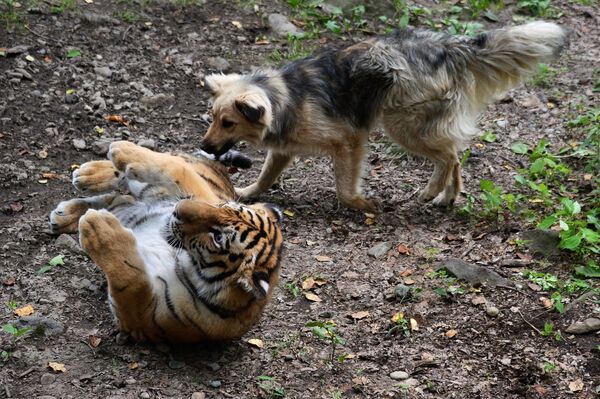Тигренок Шерхан и собака Табаки в Приморском сафари-парке - Sputnik Латвия