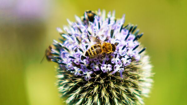 Пчела на цветке - Sputnik Latvija