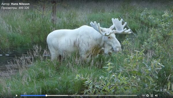 Швед заснял в лесу купание уникального белого лося-мутанта - Sputnik Латвия
