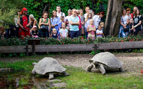 Галапагосские черепахи в Рижском зоопарке - Sputnik Латвия