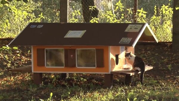 Рижанин построил 80 домиков для бездомных кошек - Sputnik Латвия