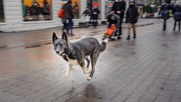 Собака на улице Юрмалы - Sputnik Латвия
