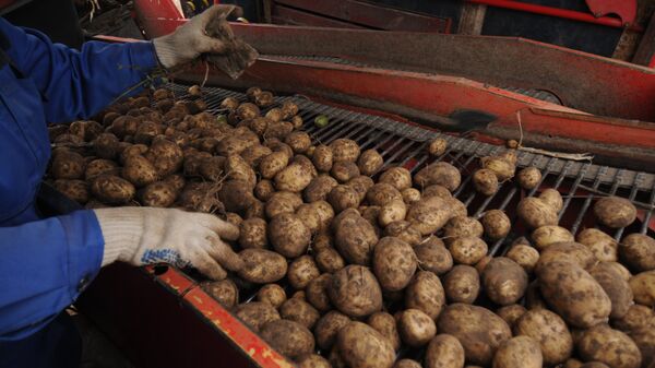 Kartupeļu ražas savākšana - Sputnik Latvija