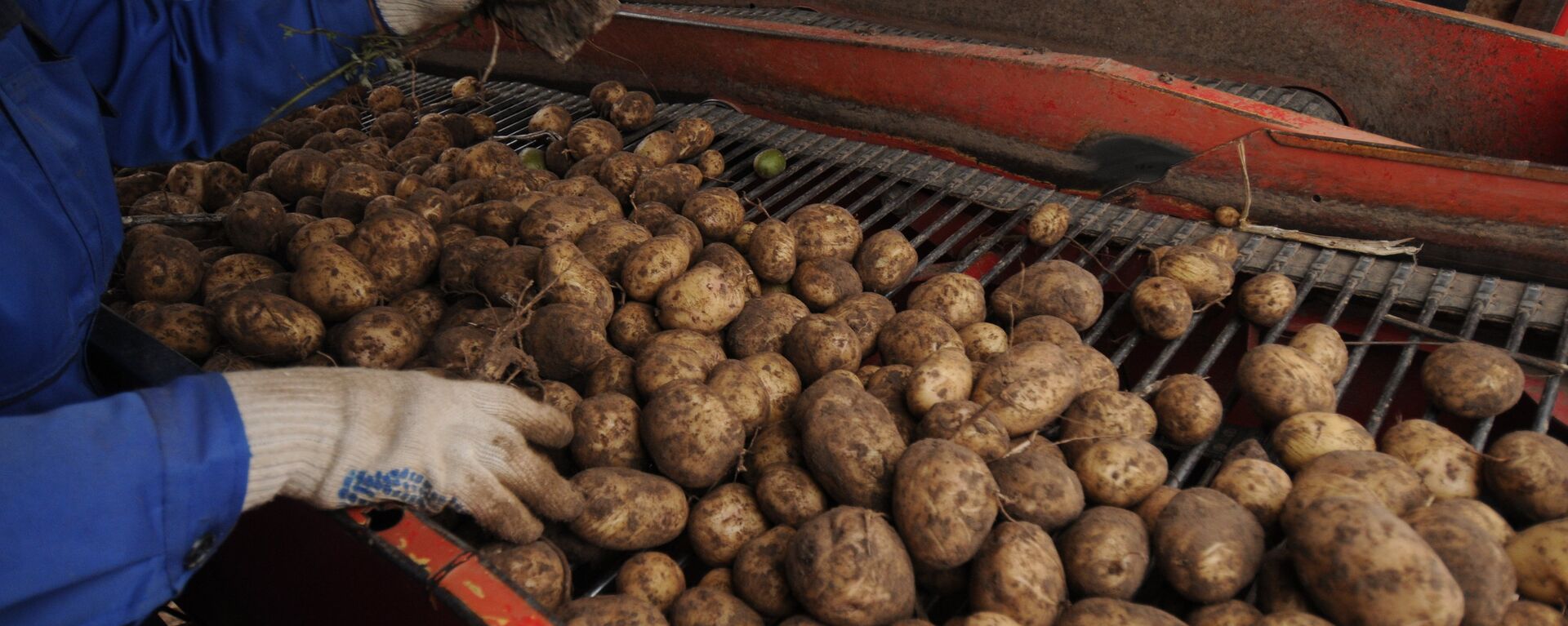 Сбор урожая картофеля - Sputnik Латвия, 1920, 02.09.2021