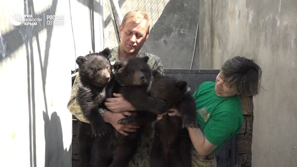 В Крыму публике показали трех медвежат, родившихся в сафари парке Тайган - Sputnik Латвия