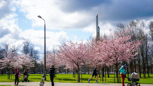 Памятник Освободителям и цветущая сакура в Парке Победы в Риге - Sputnik Латвия