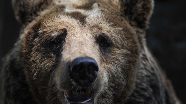 Бурый медведь в зоопарке Калининграда. - Sputnik Latvija