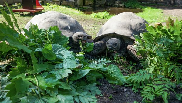 Традиционное взвешивание галапагосских черепах в Рижском зоопарке - Sputnik Latvija